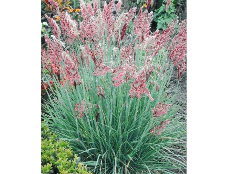 Melinis nerviglumis Savannah