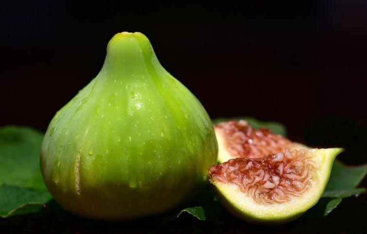 Figovník Desert King 30-40 cm, kont. 2 l