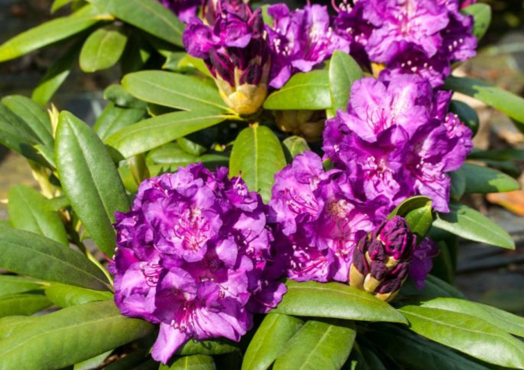 Rododendron jakušimský Laguna, výška 20-30 cm, kvetináč 15 cm