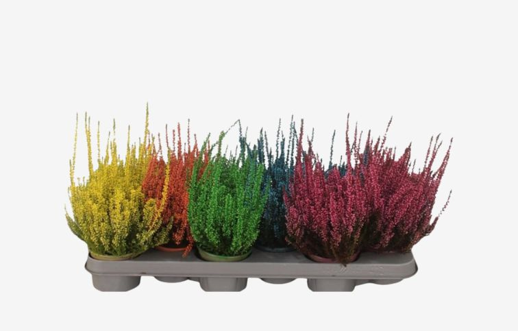 Vres Picasso farbený oranžový, kont. p9,5