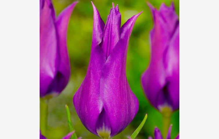 Tulipán Purple Dream 7 ks v balení