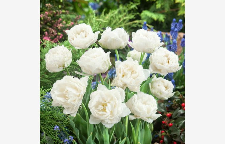 Tulipán Snow Crystal 5 ks v balení