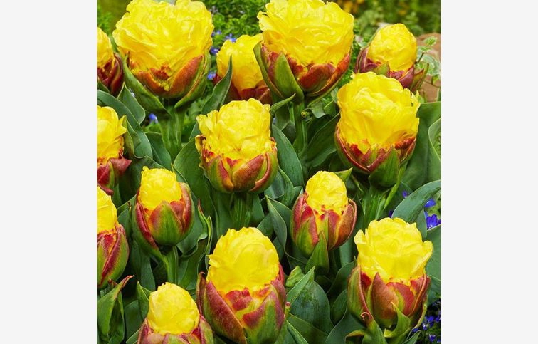 Tulipán Ice Cream Banana 3 ks v balení