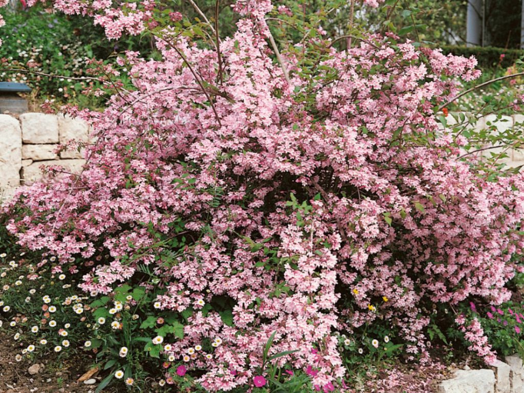 Kolkvícia ľúbezná Pink Cloud, výška 20-30 cm, kvetináč 2 l