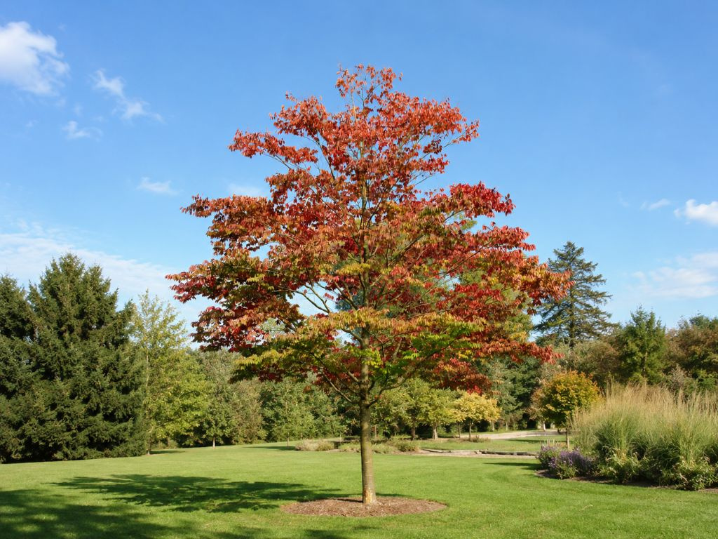 Zelkova ostrolistá, výška 100-120 cm, kvetináč 9 l