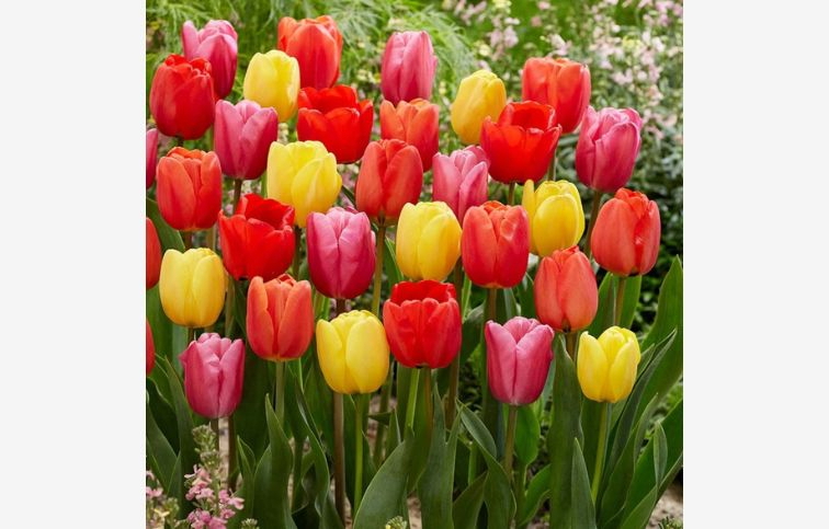 Tulipán Darwin Hybrid MIX 7 ks v balení