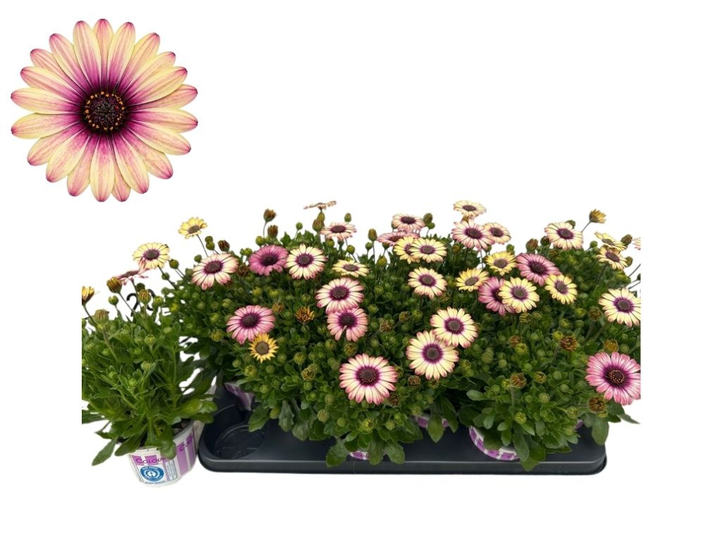 Africká sedmokráska Picasso bicolour, kvetináč 10,5 cm