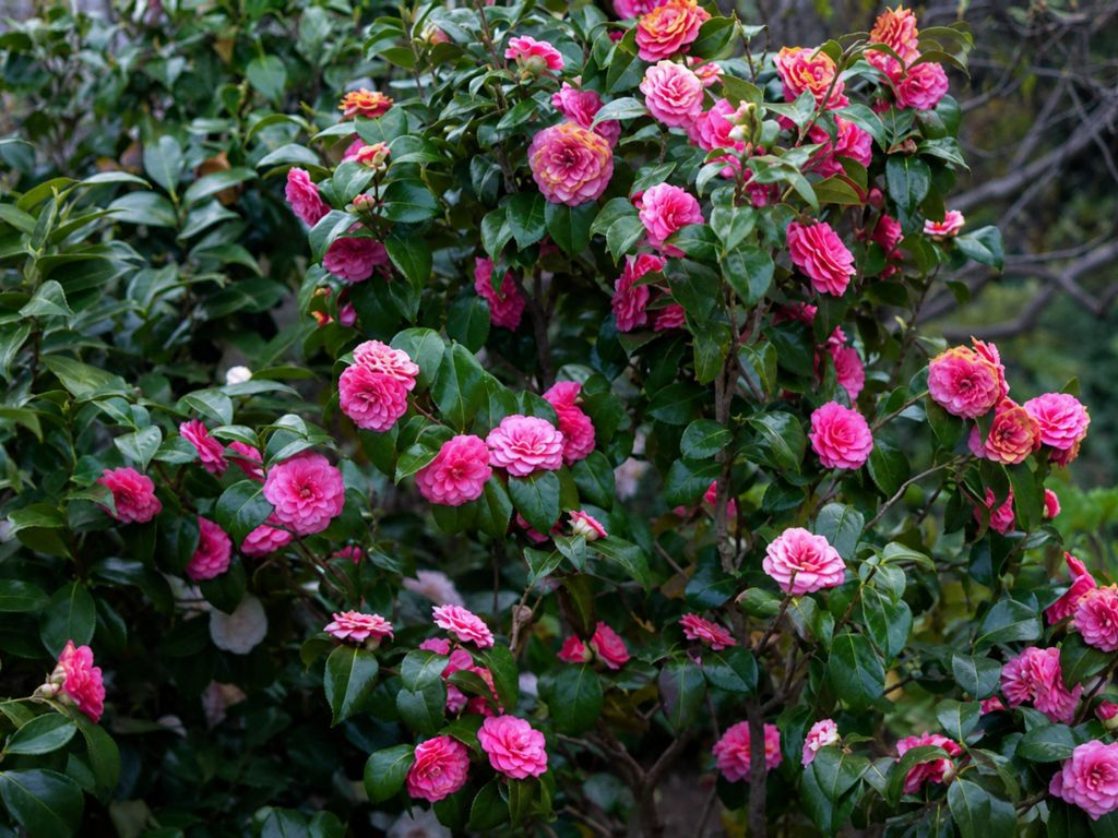 Kamélia japonská Rosedale´s Beauty, výška 60-80 cm, kvetináč 7 l