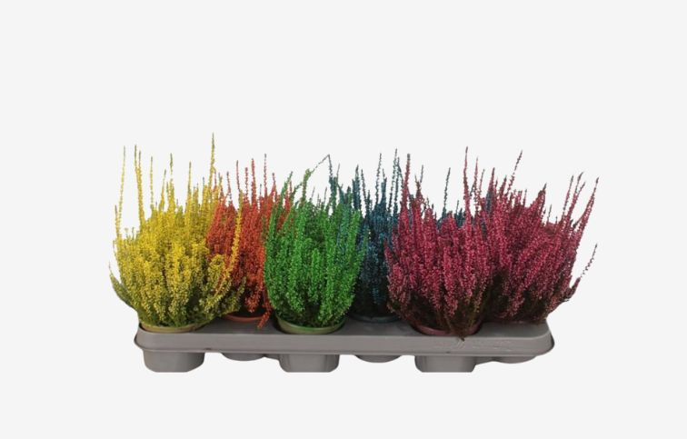 Vres Picasso farbený žltý, kont. p9,5