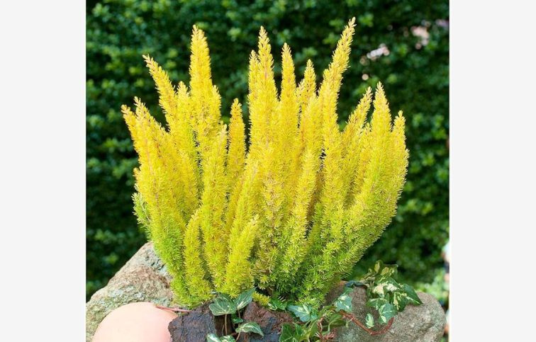 Vresovec stromovitý Alberts Gold, kont. p12