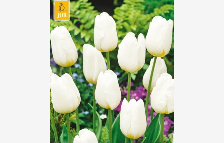 Tulipán Triumph White 15 ks v balení