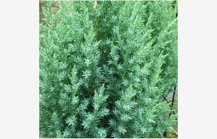 Borievka čínska Stricta cca 20 cm, kont. p9