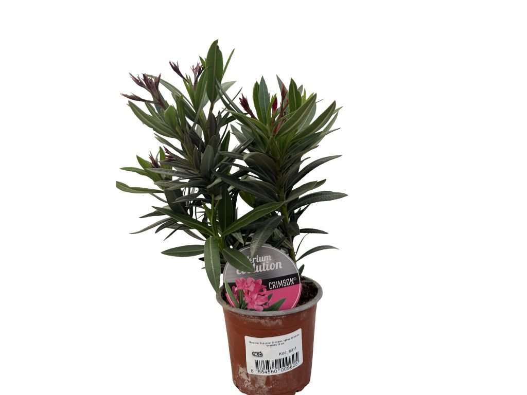 Oleander Evolution Crimson, výška 20-30 cm, kvetináč 12 cm