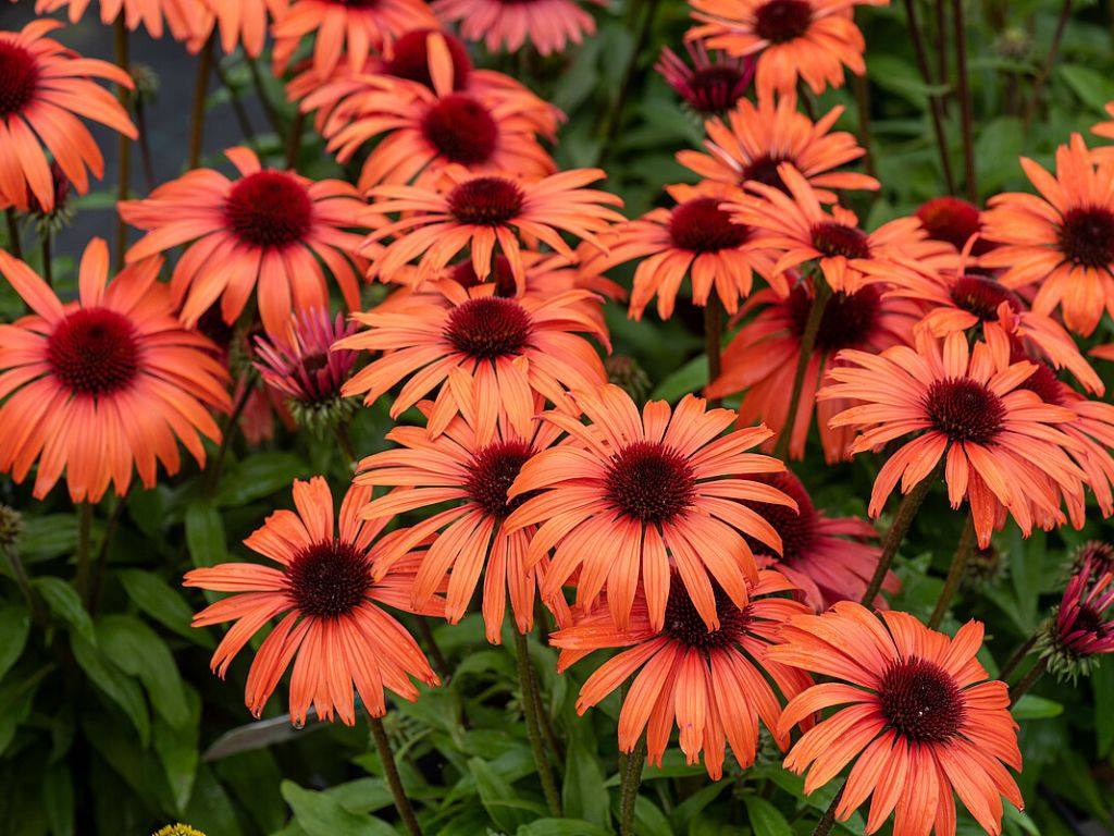 Echinacea purpurová SunMagic Vintage Orange
