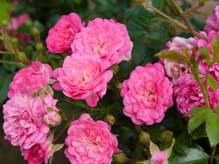 Ruža pôdopokryvná Lovely Fairy, kvetináč 2 l