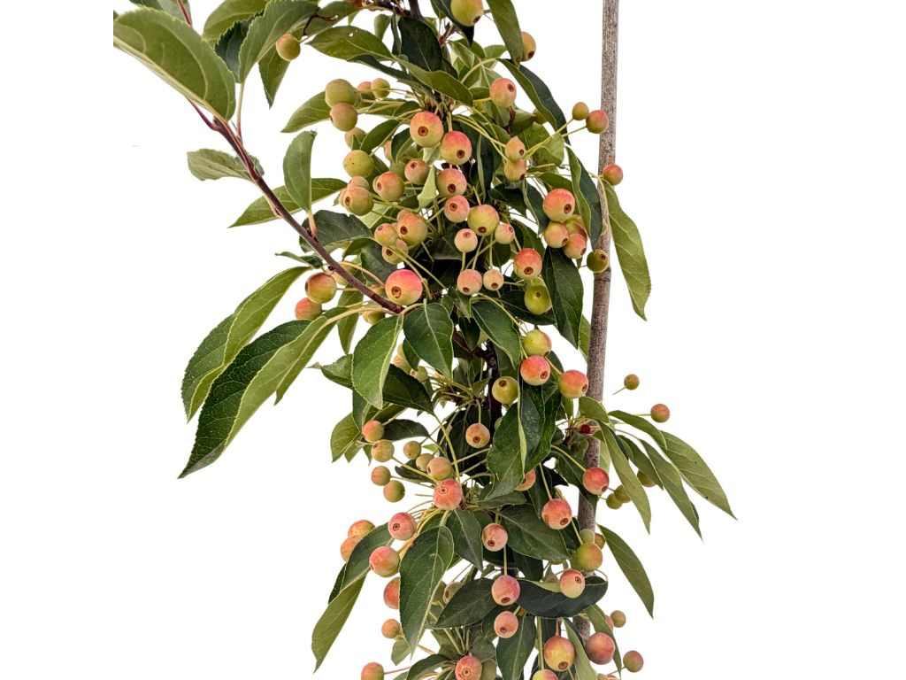 Okrasná jabloň Adirodack 100-150 cm, kont. 5 l