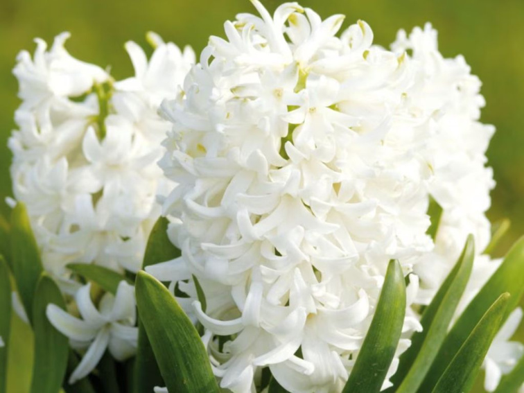 Hyacint White Pearl, kont. 7 cm