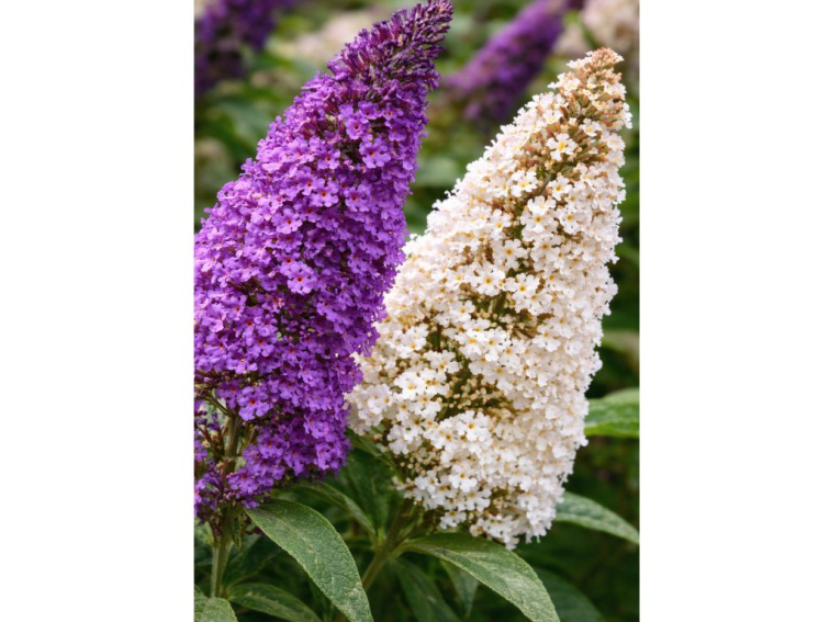 Budleja Dávidova Duo fialovobiela, výška 20-40 cm, kvetináč 17 cm