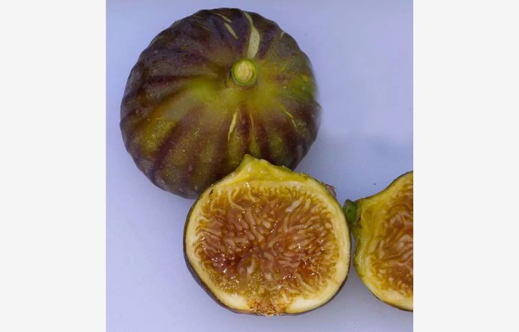 Figovník Melanzana 30-40 cm, kont. 2 l