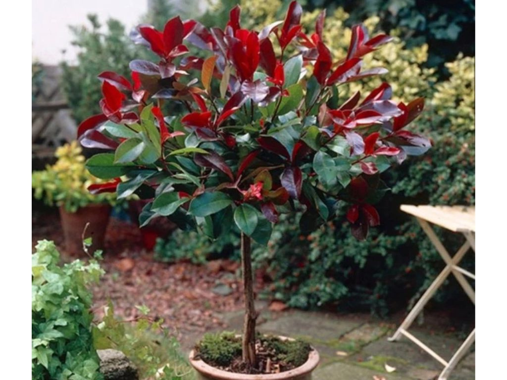 Červienka fraserová Little Red Robin na 50-60 cm kmienku, výška 80-100 cm, kvetináč 9 l