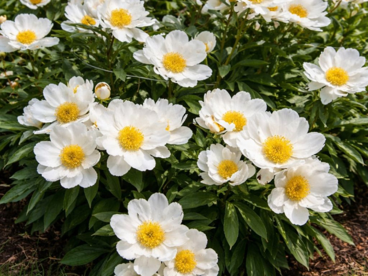 Pivonka bylinná Dublin, kvetináč 1,5 l