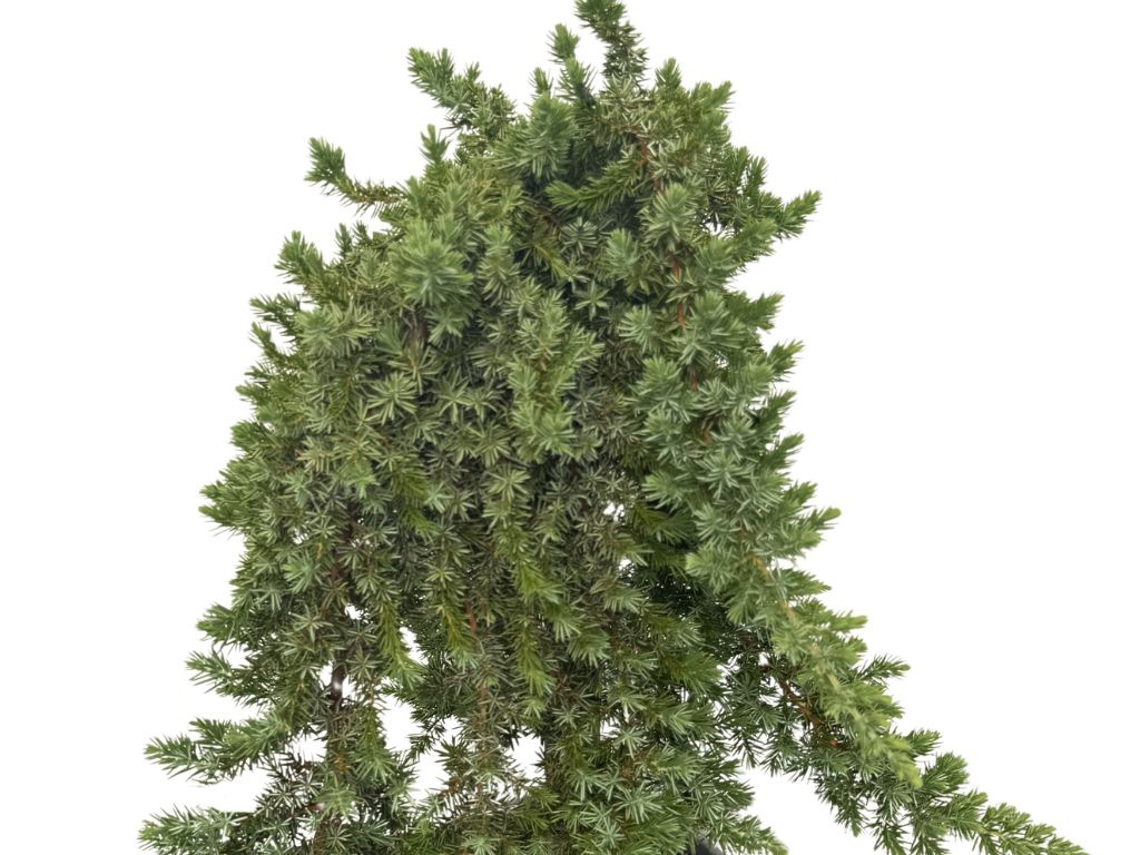 Borievka pobrežná Blue Pacific na 40-50 cm kmienku, výška 65-75 cm, kvetináč 30 l