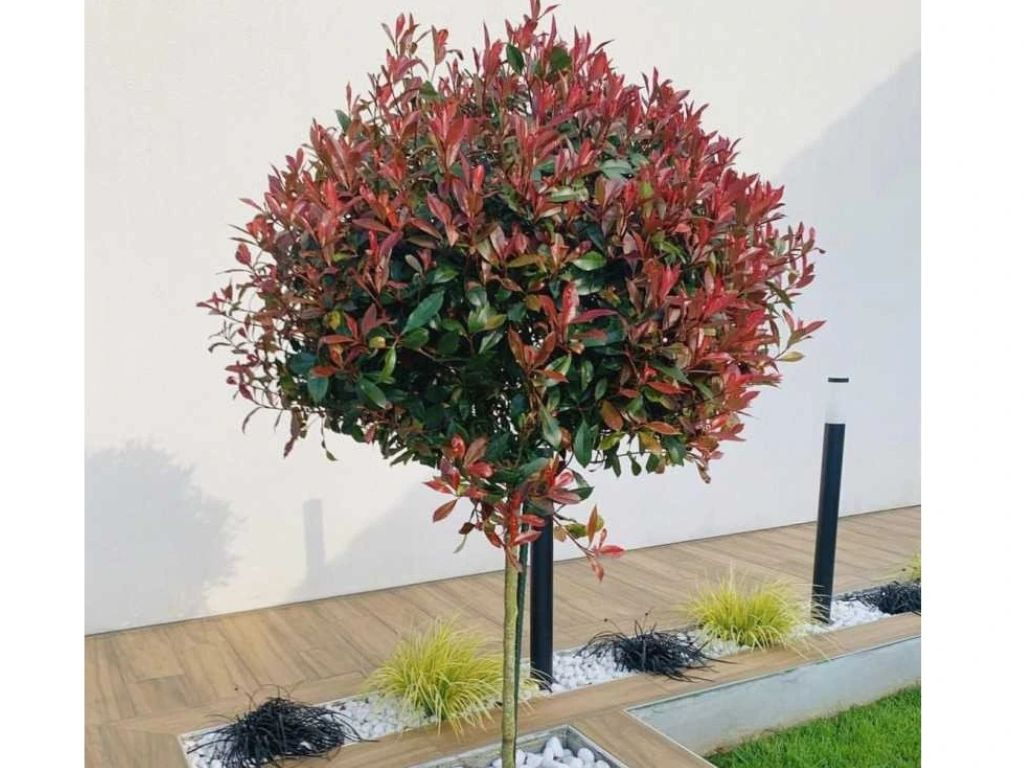 Červienka fraserová Carre Rouge na 40-50 cm kmienku, výška 90-100 cm, kvetináč 9 l