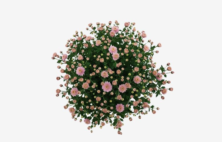 Chryzantéma Jasoda ružová, kont. p19