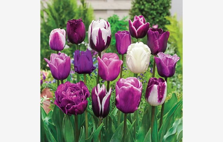 Tulipán Blueberry MIX 35 ks v balení