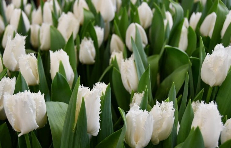 Tulipán Noordeinde 7 ks v balení