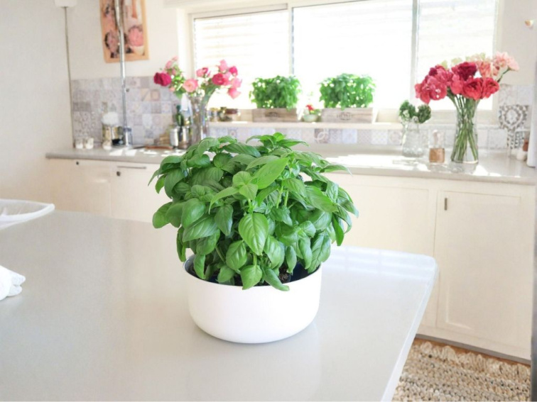 Bazalka pravá D-Fencesil