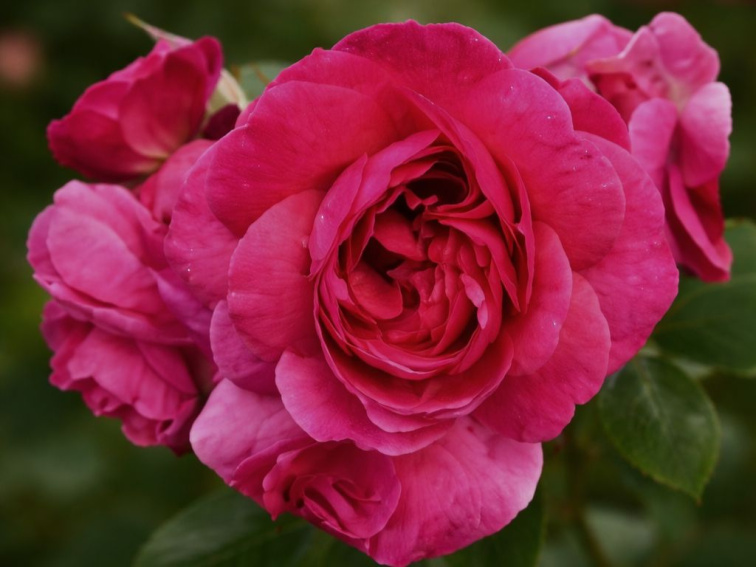 Ruža popínavá Candy Queen, výška 50-60 cm, kvetináč 1,5 l