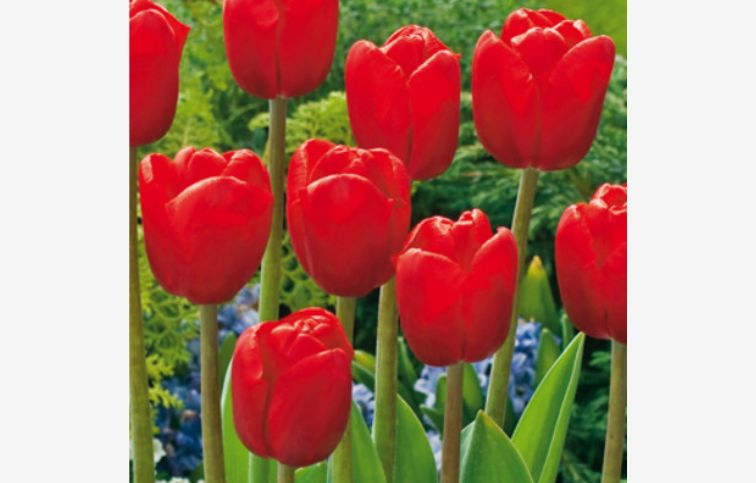 Tulipán Triumph Red 15 ks v balení