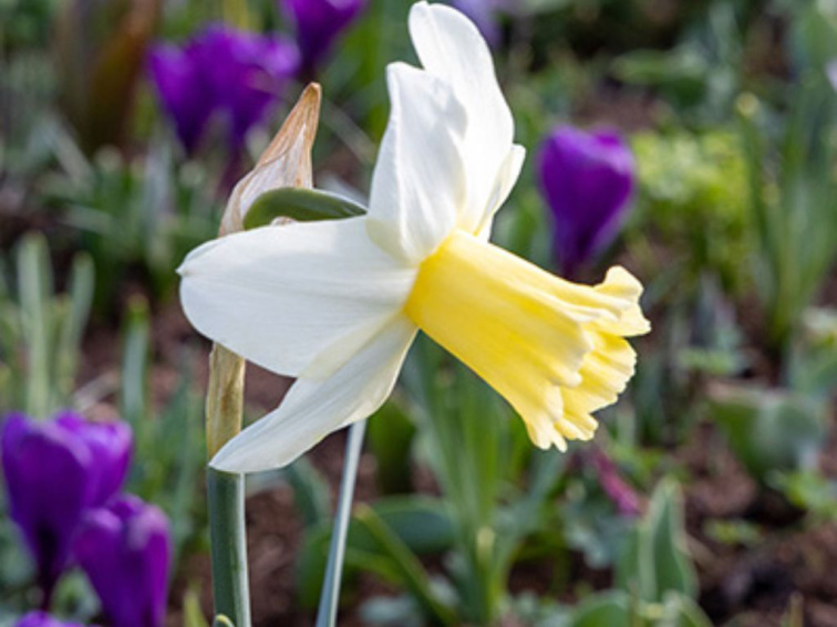 Narcis Princess Amalia 3 ks v kont. 0,5 l