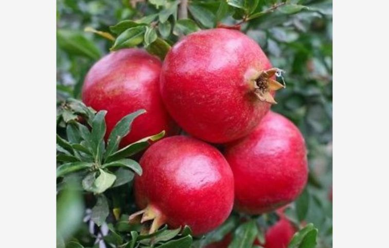 Granátové jablko Wonderful 100-120 cm, kont. 2 l