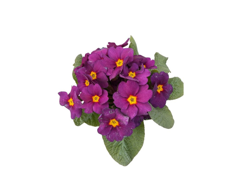 Prvosienka Obsidian Purple, kont. 10,5 cm