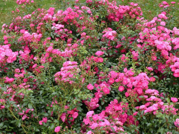 Ruža pôdopokryvná Lovely Fairy, kvetináč 2 l