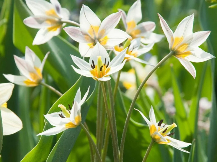 Tulipán turkestanský 3 ks v kont. 0,5 l