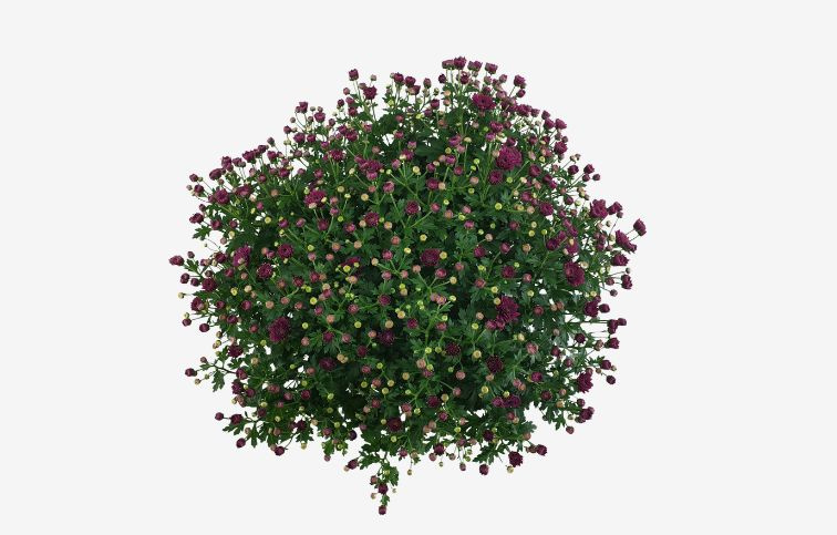 Chryzantéma Jasoda fialová, kont. p19