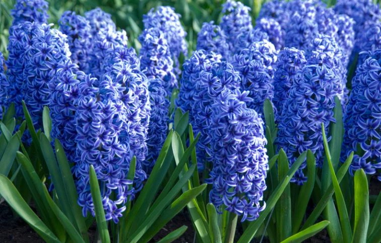 Hyacint Blue Jacket 5 ks v balení