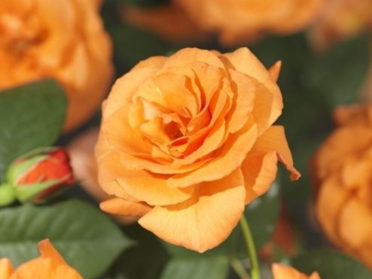 Ruža popínavá Orange Climber, výška 50-60 cm, kvetináč 17 cm