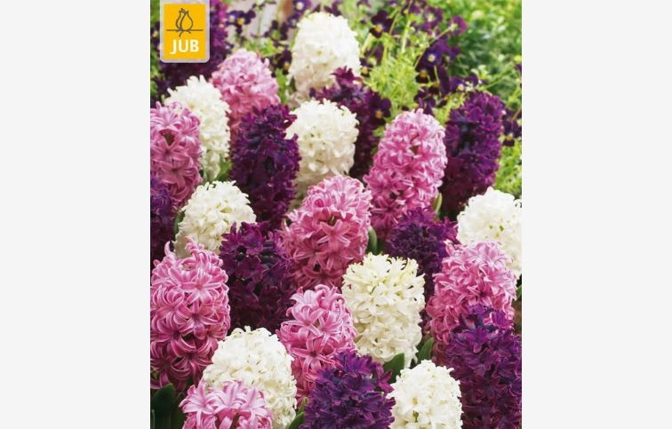 Hyacint Pastel MIX 10 ks v balení