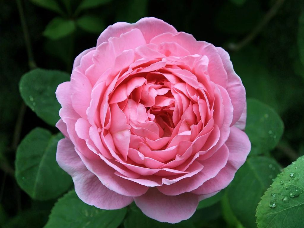 Ruža popínavá Constance Spry, výška 150-180 cm, kvetináč 5 l