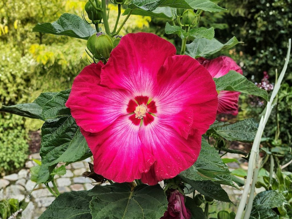 Ibištek bahenný Red Jake, výška 20-30 cm, kvetináč 1,5 l