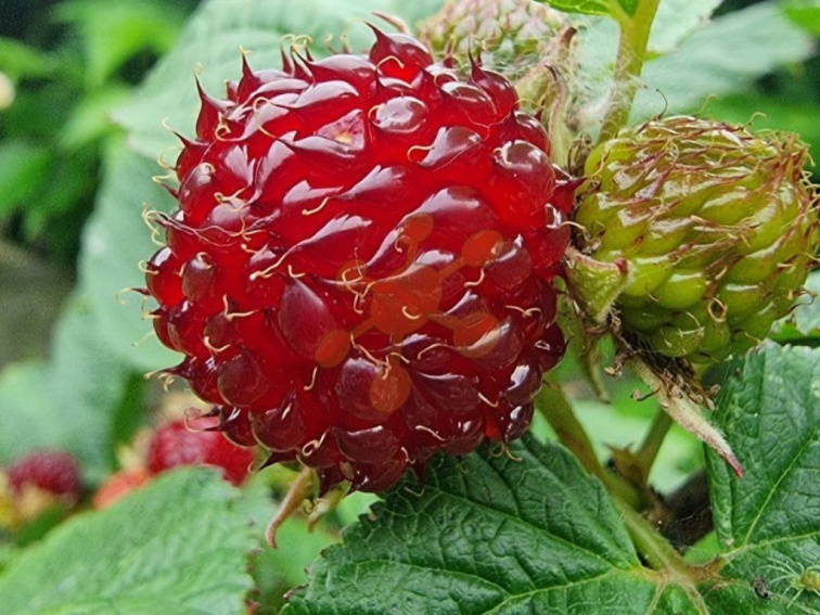 Malina Malinový medveď kríkový, výška 30-40 cm, kvetináč 1,5 l