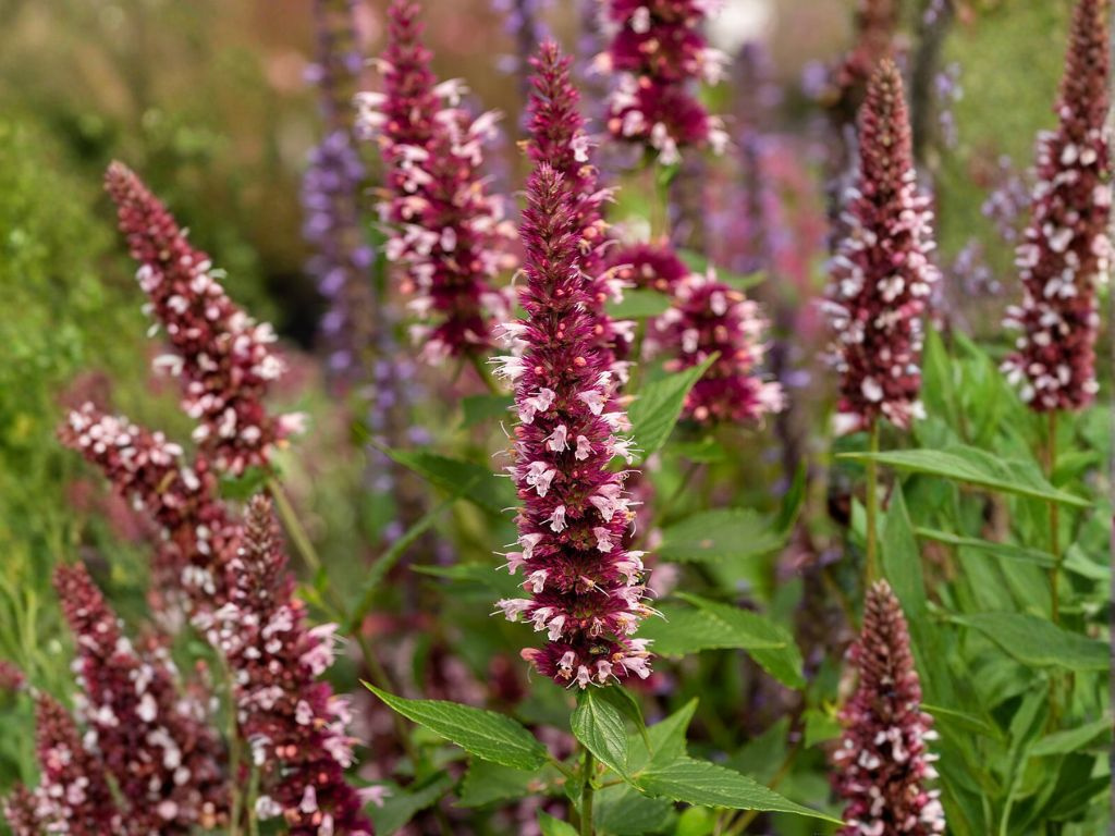 Agastache Beelicious Pink