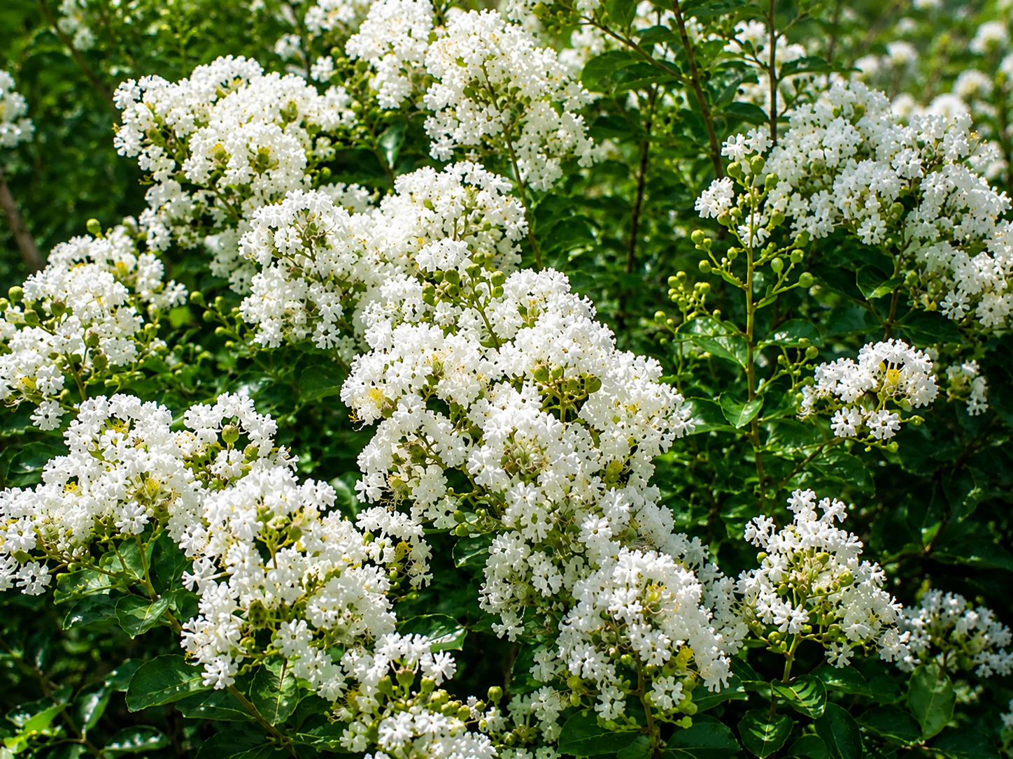 Myrta krepová Bianco Grassi na 80-90 cm kmienku, výška 120-140 cm, kvetináč 9 l