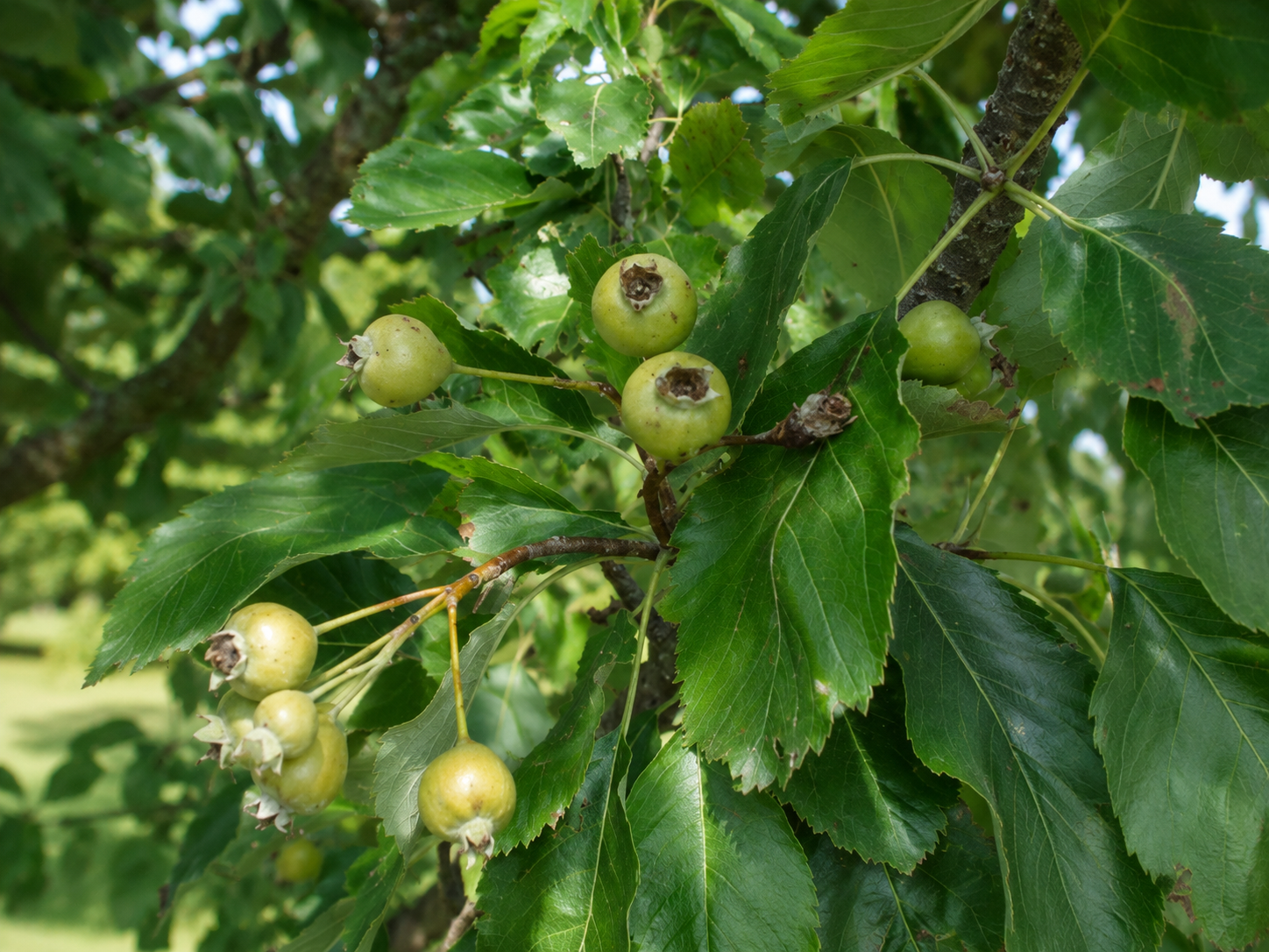 Hruškojarabina uškatá na 80-90 cm kmienku, výška 100-120 cm, kvetináč 2 l
