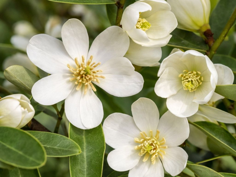 Magnólia vždyzelená Vanilla Pearls, výška 80-100 cm, kvetináč 19 cm