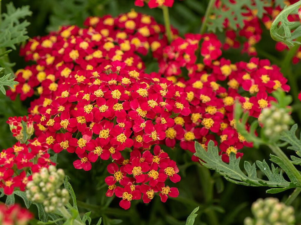Rebríček Paprika